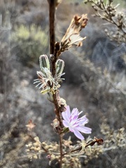Stephanomeria