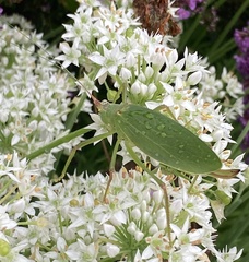Pterophylla camellifolia