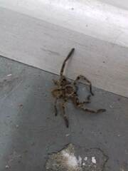 Polybetes pythagoricus