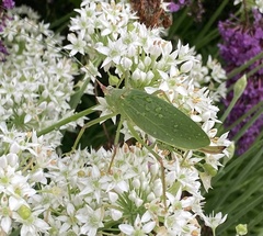 Pterophylla camellifolia