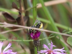 Megachile albitarsis