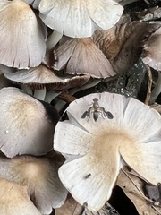 Delphinia picta