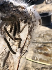 Hyphantria cunea