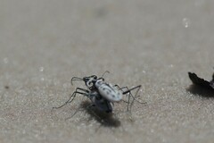 Habroscelimorpha dorsalis