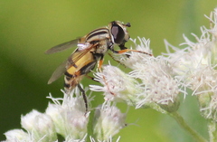 Helophilus latifrons