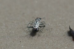 Habroscelimorpha dorsalis