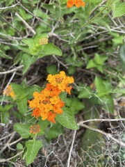 Lantana camara