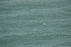 Larus argentatus