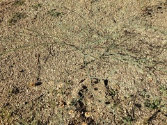 Eriogonum apiculatum