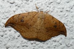 Drepana falcataria