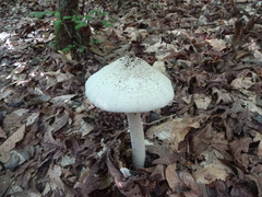 Amanita cokeri
