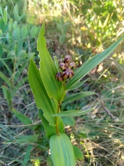 Maianthemum stellatum