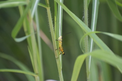 Boopedon flaviventris