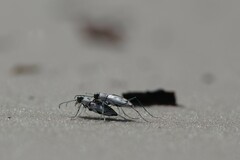 Habroscelimorpha dorsalis