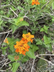 Lantana camara