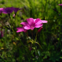 Oxalis articulata