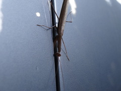 Mantis religiosa