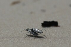 Habroscelimorpha dorsalis