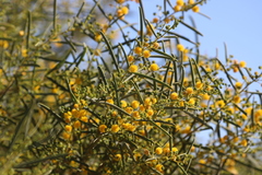 Acacia ligulata
