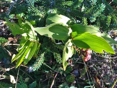 Maianthemum stellatum