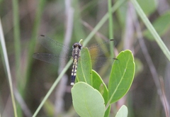 Erythrodiplax minuscula