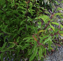 Malosma laurina