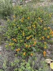 Lantana camara