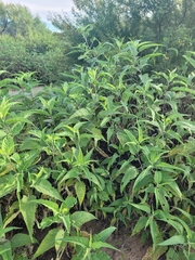 Ambrosia ambrosioides