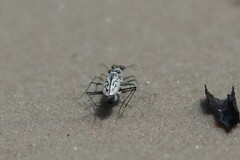 Habroscelimorpha dorsalis