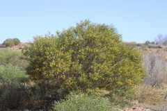 Acacia ligulata