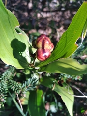 Maianthemum stellatum