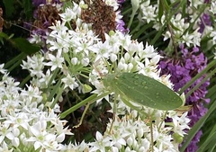 Pterophylla camellifolia