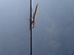 Mantis religiosa