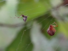 Argyrodes argyrodes
