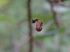 Argyrodes argyrodes