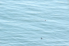 Phoca vitulina vitulina