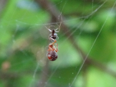 Argyrodes argyrodes