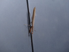 Mantis religiosa