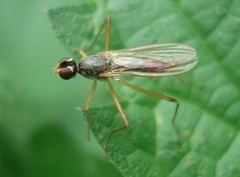 Neria commutata