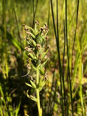 Platanthera blephariglottis