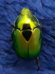 Calomacraspis splendens