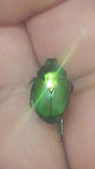 Calomacraspis splendens