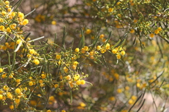 Acacia ligulata