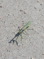 Stagmomantis limbata