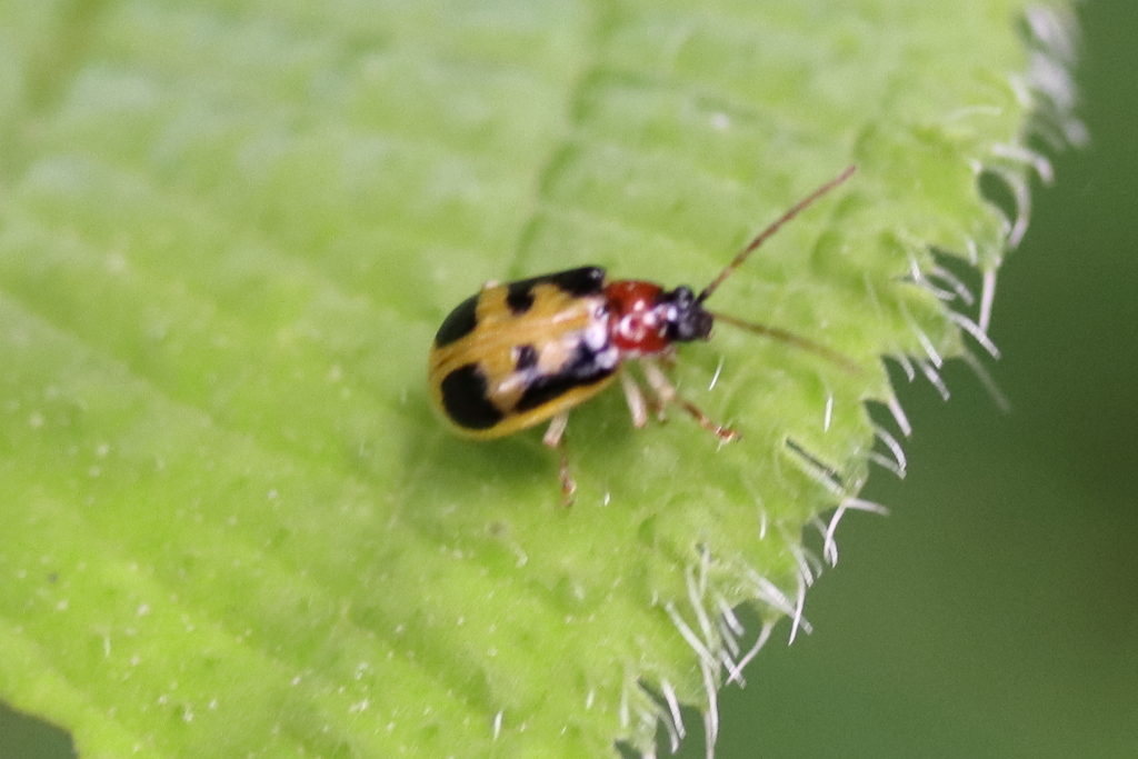 Isotes figurata