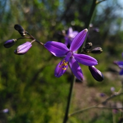 Pasithea caerulea