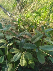 Lonicera villosa