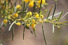 Acacia ligulata