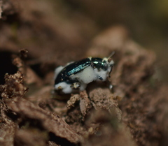 Entomophthorales