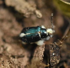 Entomophthorales